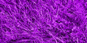 purple-grass